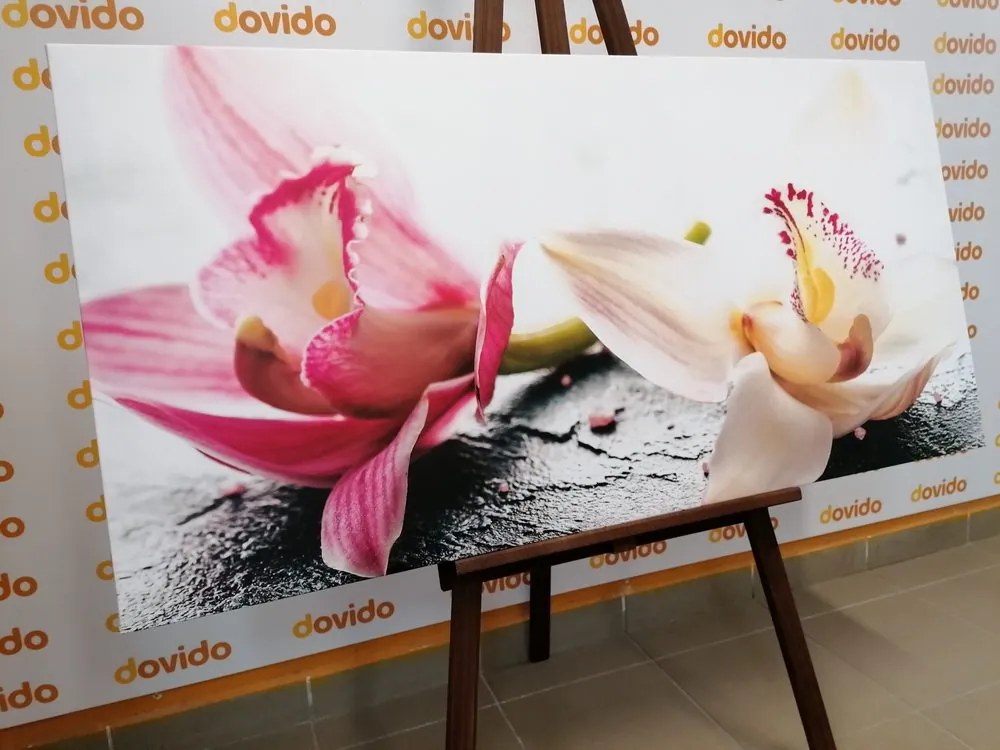 Quadro su tela – Fiori di orchidea