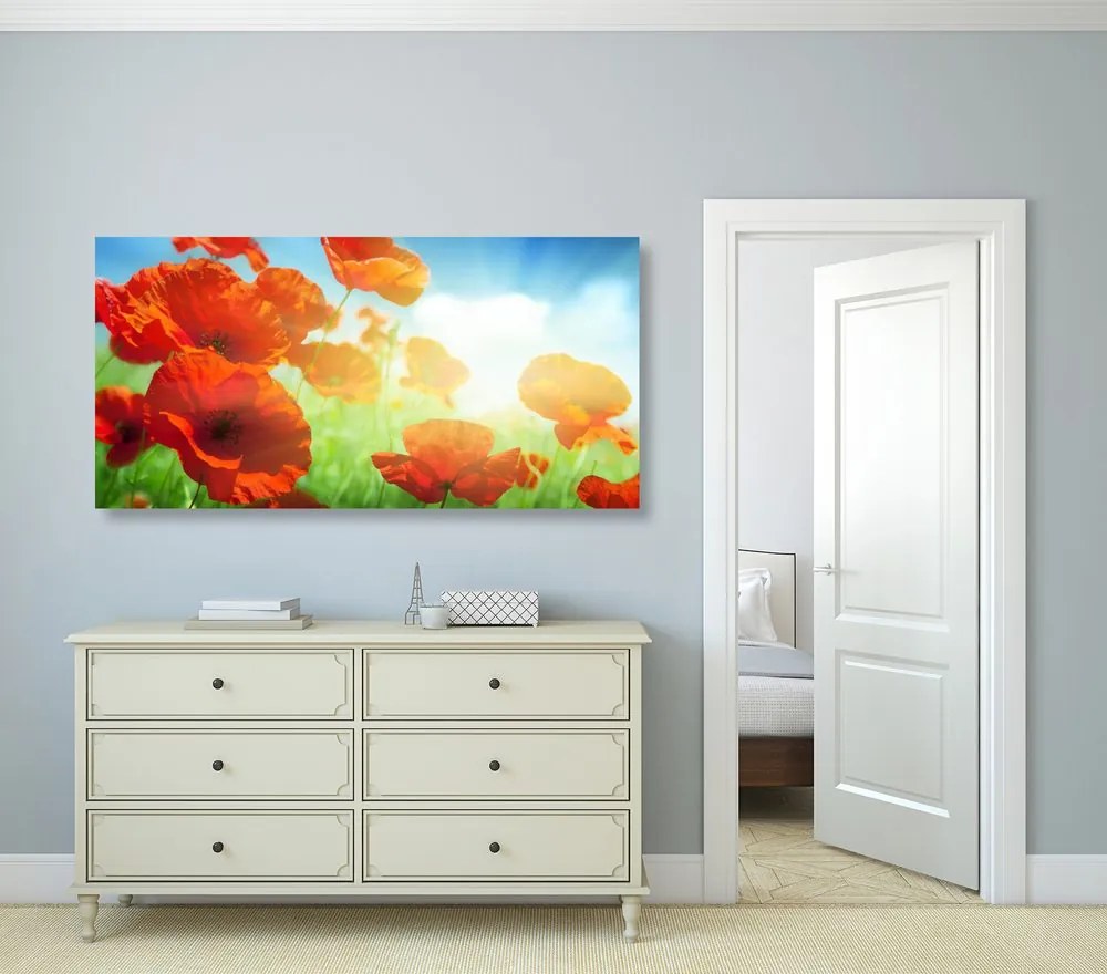 Quadro su tela – Papavero sul prato