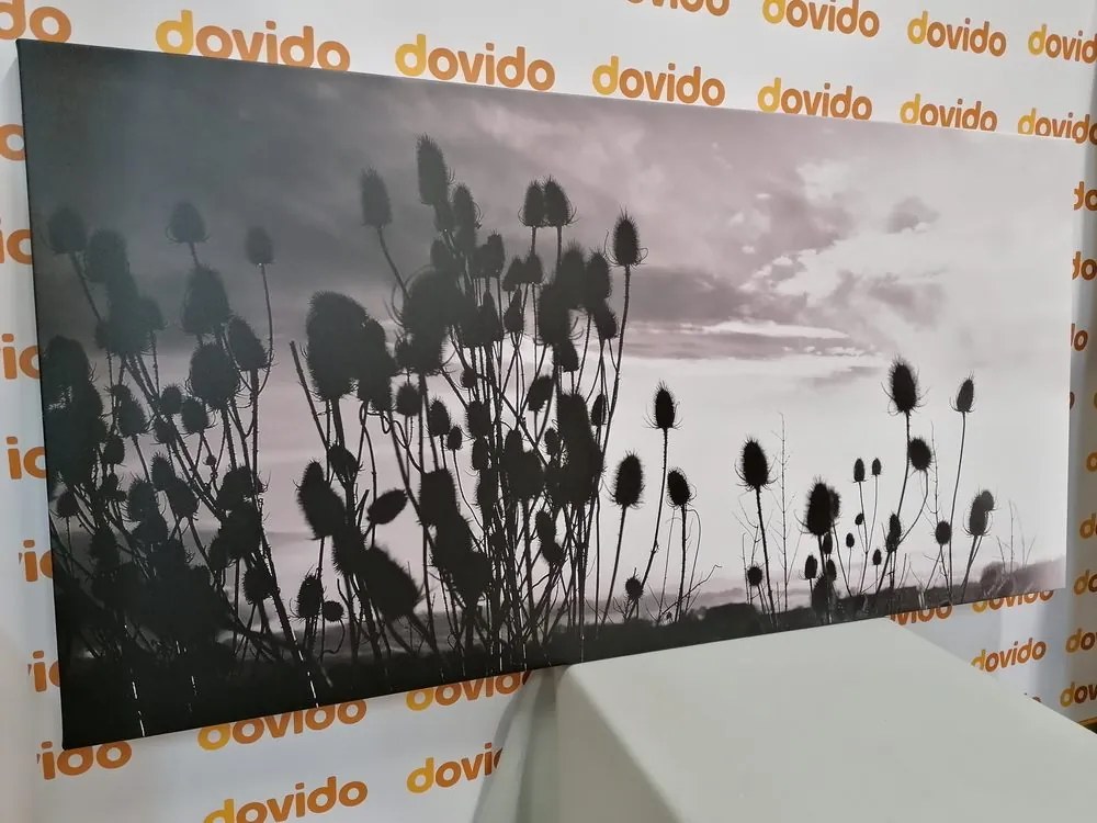 Quadro su tela – Steli d'erba nel campo in bianco e nero