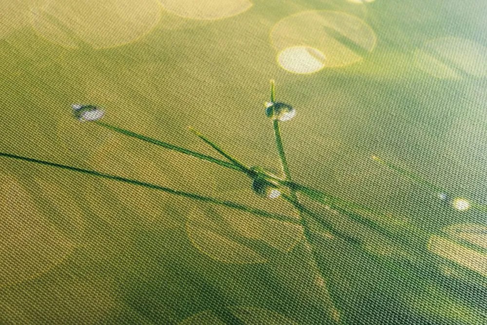 Quadro su tela – Rugiada mattutina