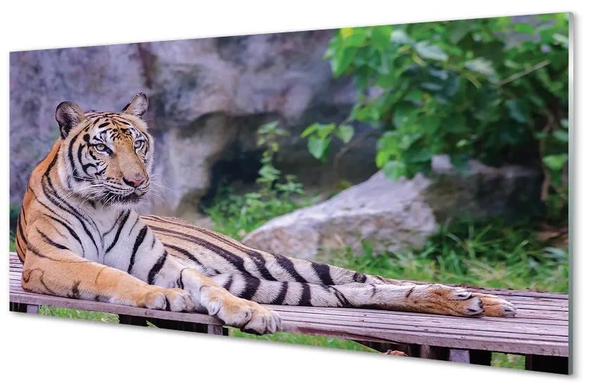 Pannello paraschizzi cucina Tigre allo zoo 100x50 cm