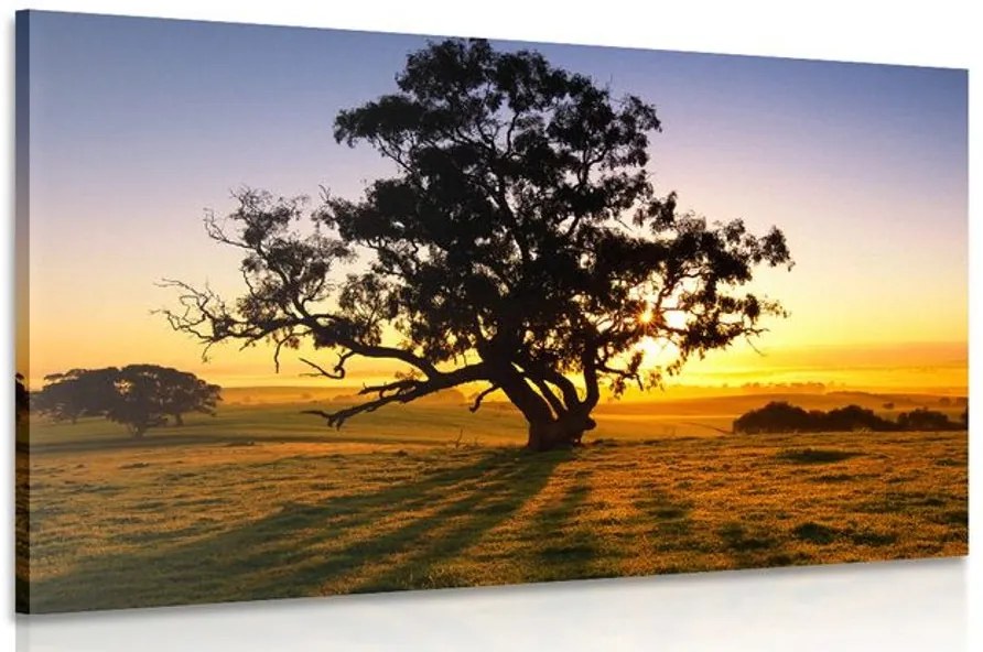 Quadro su tela – Albero solitario al tramonto