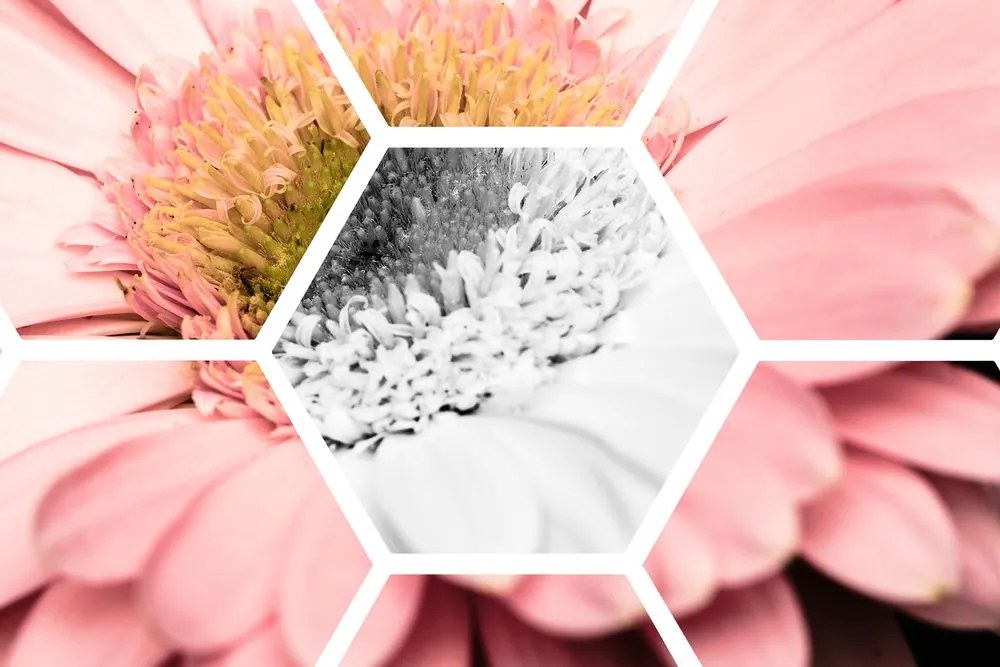 Quadro su tela – Gerbera in esagono