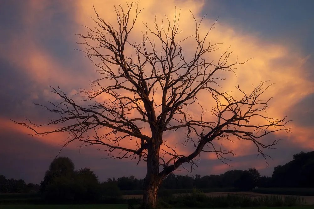 Stampa su tela – Splendido albero sul prato