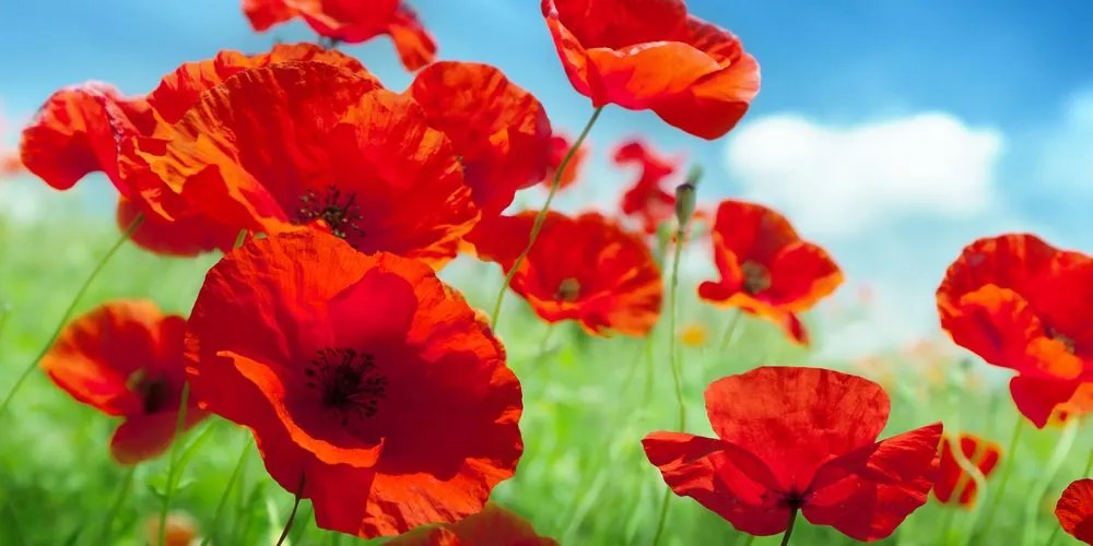 Stampa su tela – Fiori di papavero nel prato