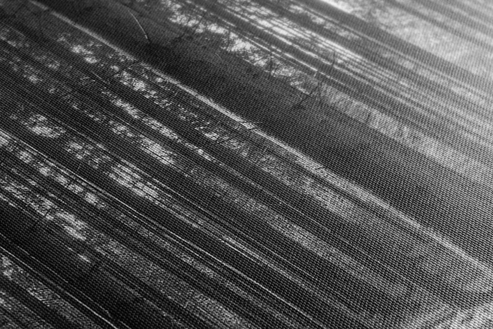 Quadro su tela – Mattina nella foresta in bianco e nero