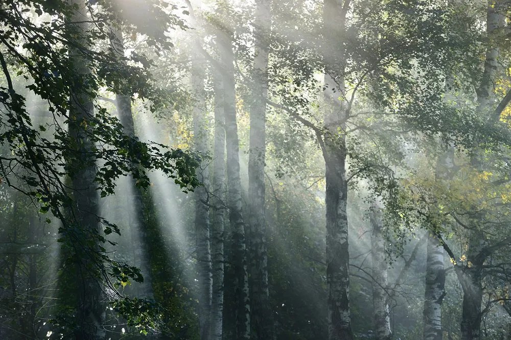 Carta da parati autoadesiva – Raggi di sole nella foresta nebbiosa