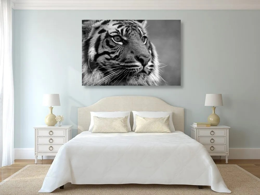 Stampa su tela – Tigre del Bengala in bianco e nero