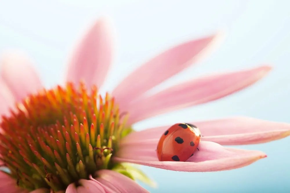 Carta da parati – Coccinella su echinacea
