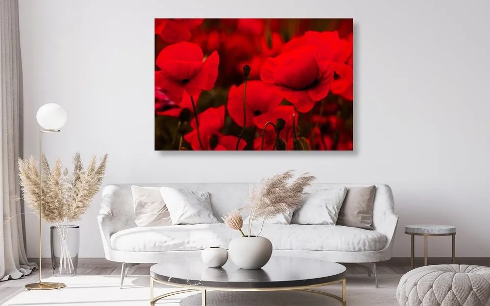 Quadro su tela – Campo di papaveri selvatici