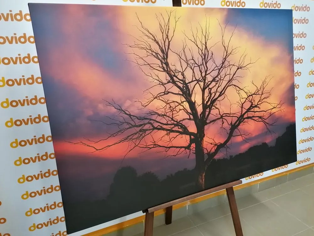 Stampa su tela – Splendido albero sul prato