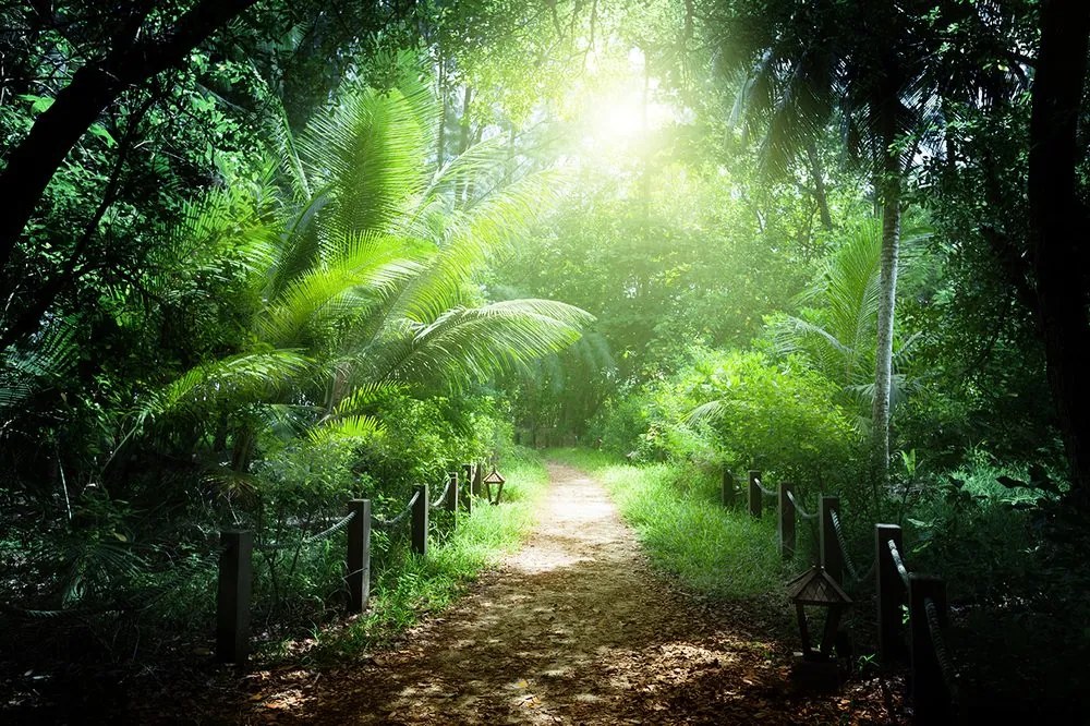 Carta da parati – Sentiero sull'isola Seychelles