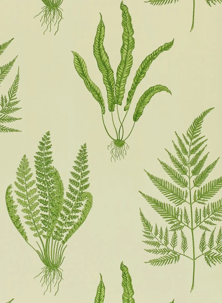Sanderson Tapete Woodland Ferns - Green