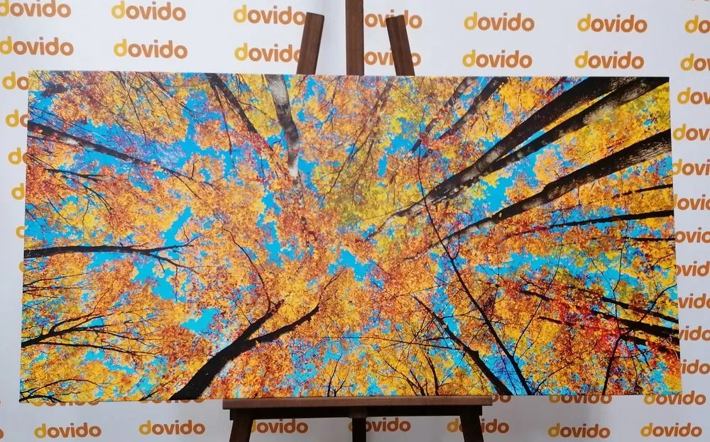 Quadro su tela – Corone autunnali degli alberi
