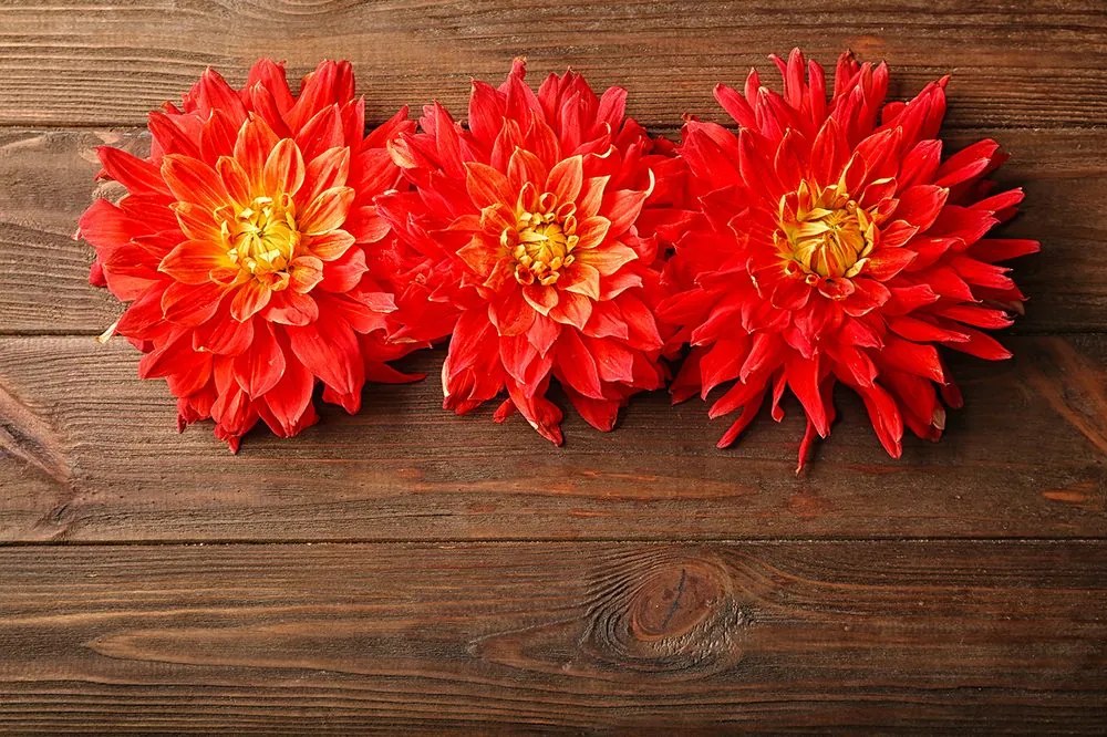 Carta da parati autoadesiva – Fiori di dalie sul legno