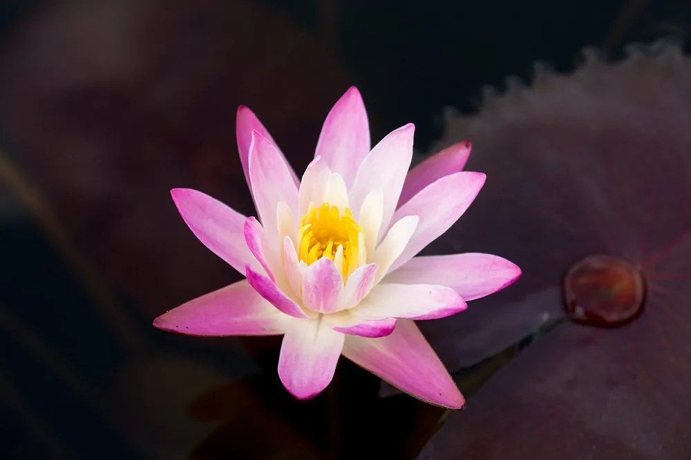 Carta da parati – Fior di loto rosa