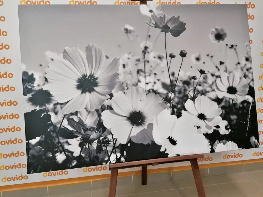 Stampa su tela – Fiori estivi in bianco e nero