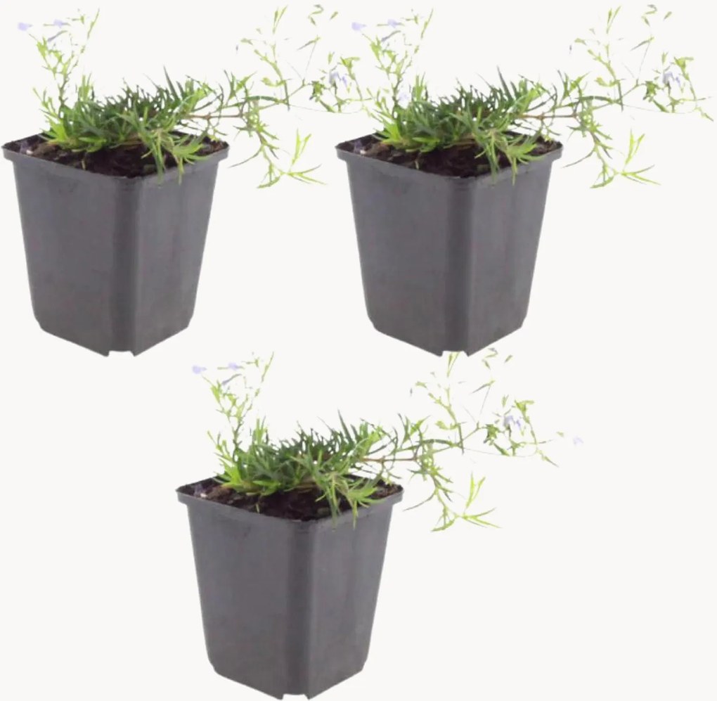 Set di 3 piante vere Phlox subulata Emerald Cushion Blue