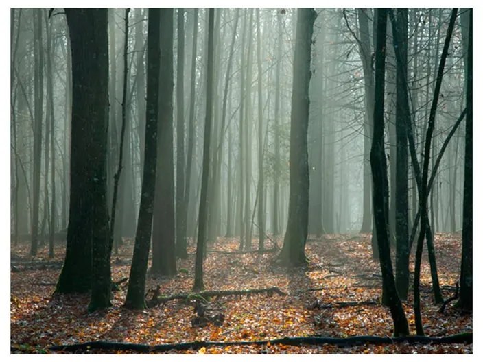 Fotomurale Witches' forest