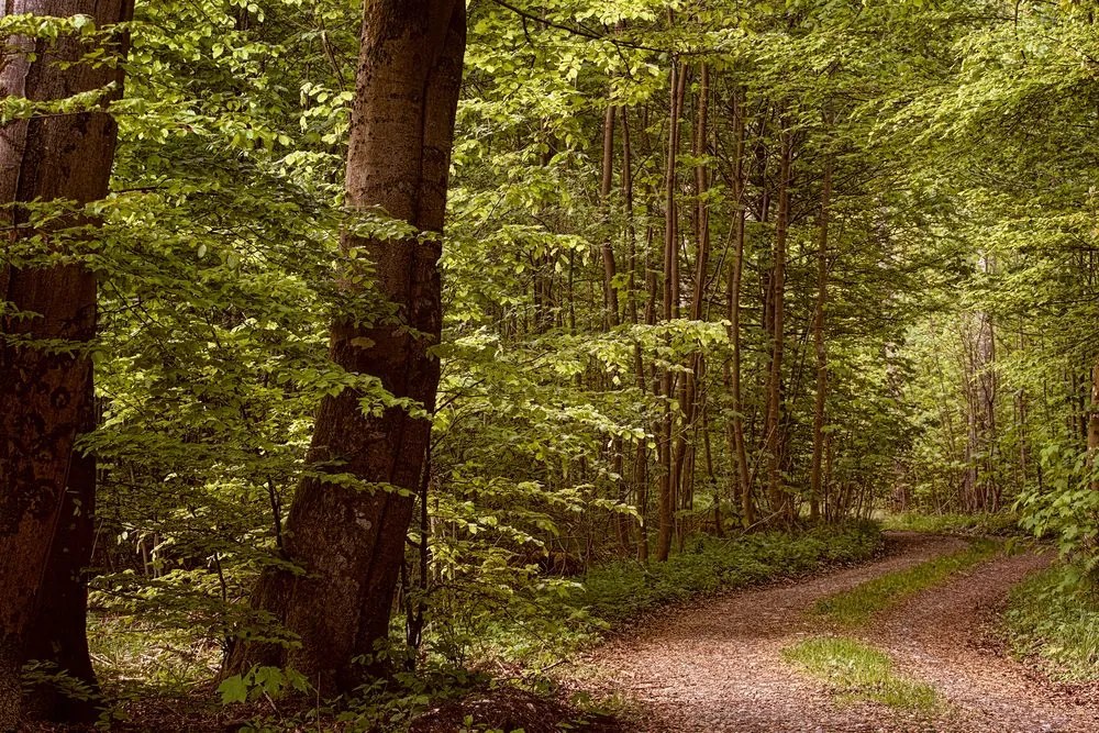 Quadro su tela – Foresta verde