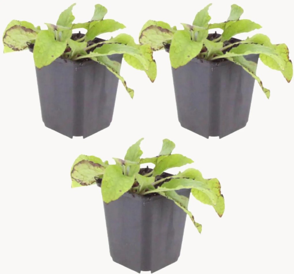 Set di 3 piante vere Comfrey Symphytum grandiflorum Wisley Blue
