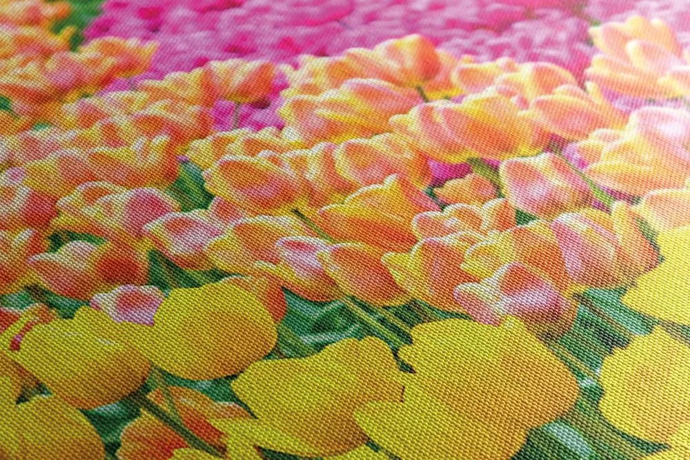 Stampa su tela – Tulipani variopinti