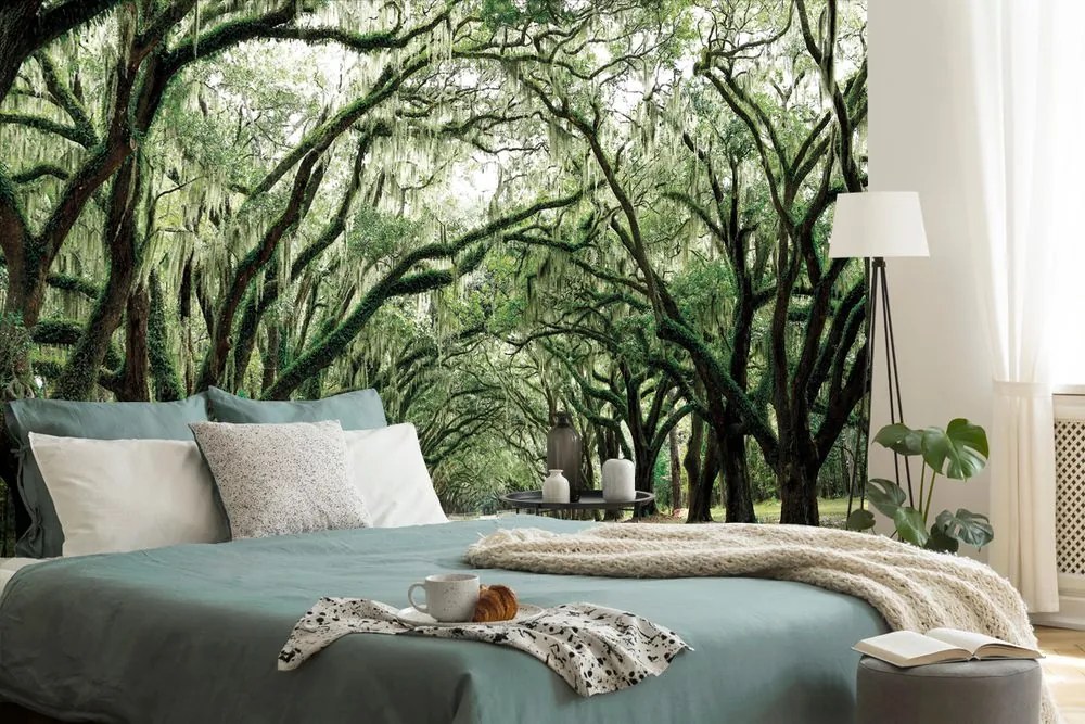 Fotomurale – Alberi in abbraccio