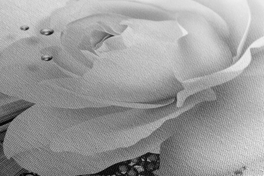 Quadro su tela – Rose di lusso con astrazione in bianco e nero