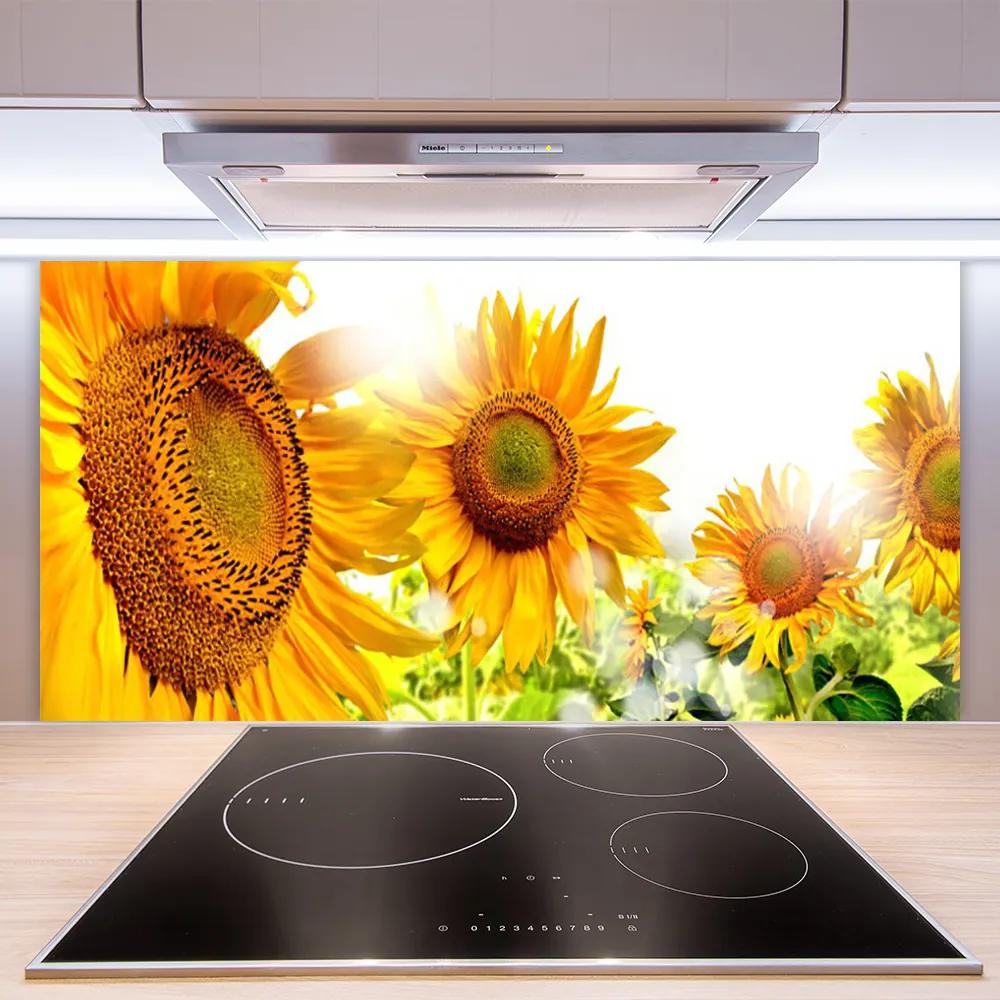 Pannello cucina paraschizzi Pianta di fiori di girasole 100x50 cm