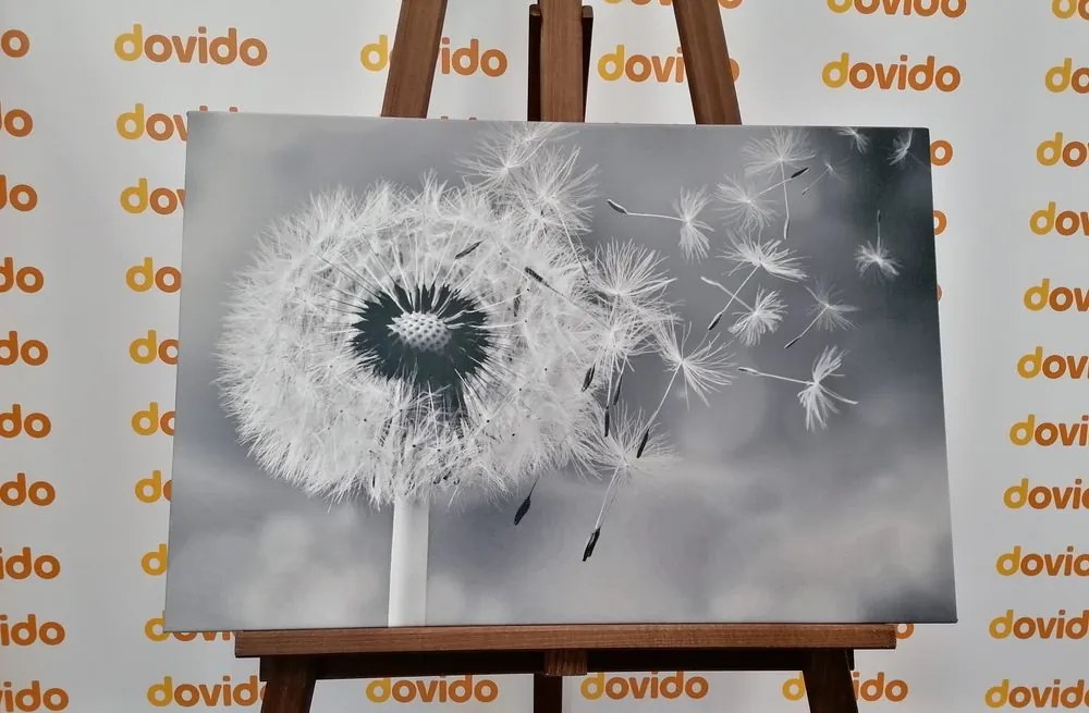 Quadro su tela – Soffione magico in bianco e nero