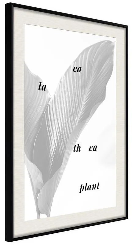 Poster  Calathea Leaves  Cornice Quadri Cornice nera con pass-partout, Larghezza x Altezza Home decor 20x30