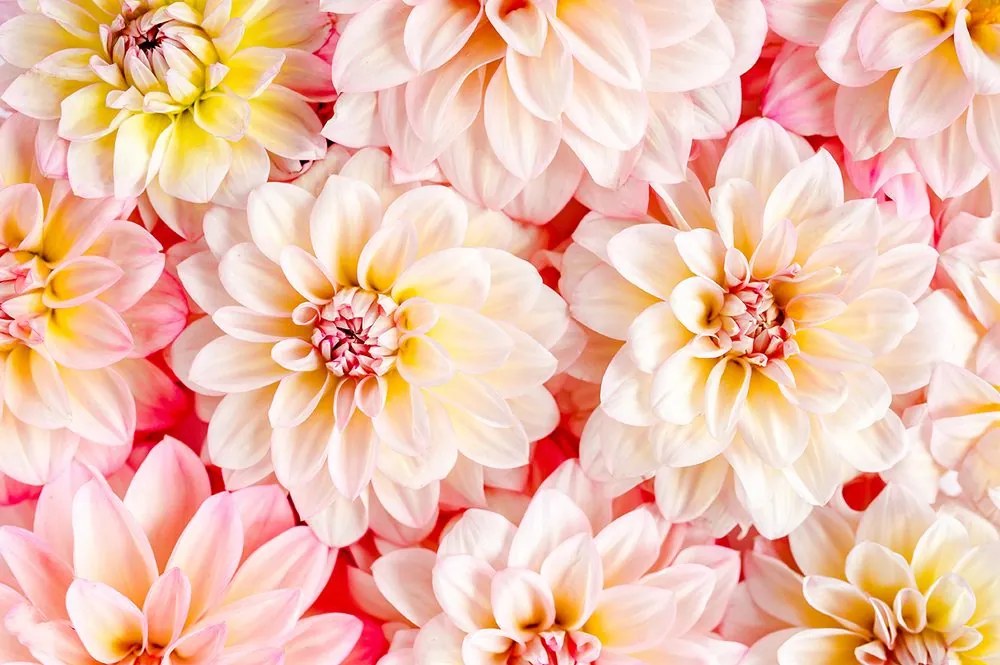 Carta da parati autoadesiva – Fiori pastello di dalia