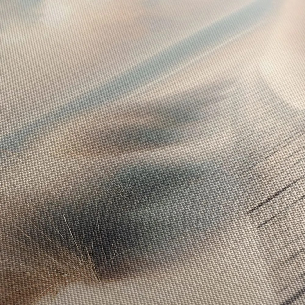 Quadro su tela – Sentiero verso il mare tra le dune