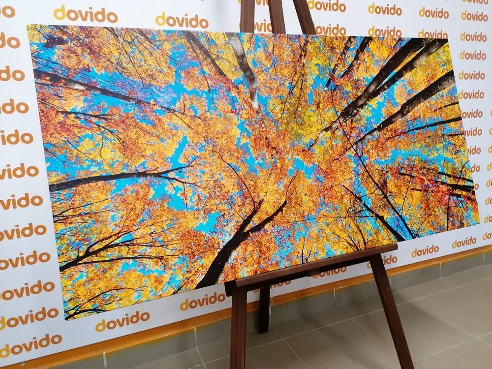 Quadro su tela – Corone autunnali degli alberi