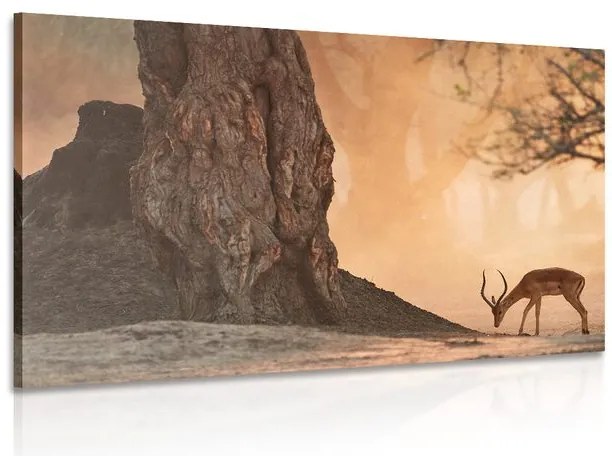 Quadro su tela – Antilope africana