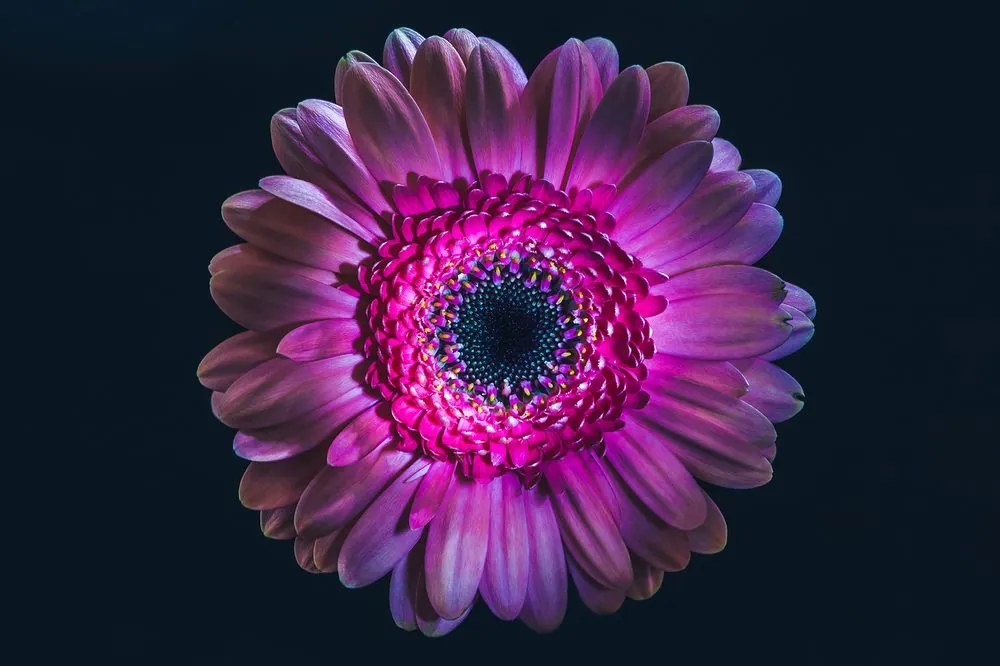 Carta da parati autoadesiva – Gerbera porpora