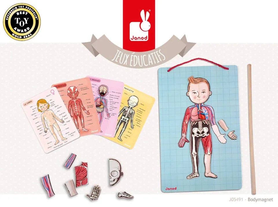 Bodymagnet - Lavagna magnetica - corpo umano