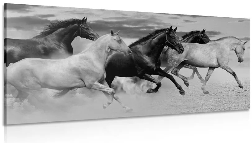 Quadro su tela – Branco di cavalli in bianco e nero