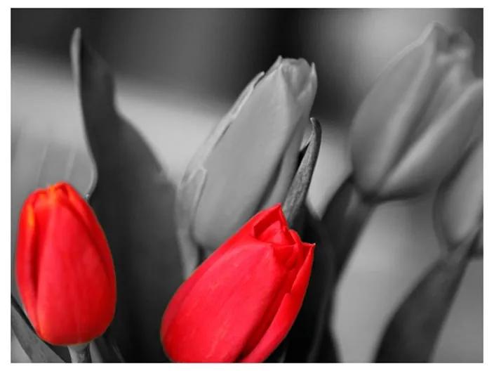 Fotomurale Tulipani rossi su sfondo bianco e nero