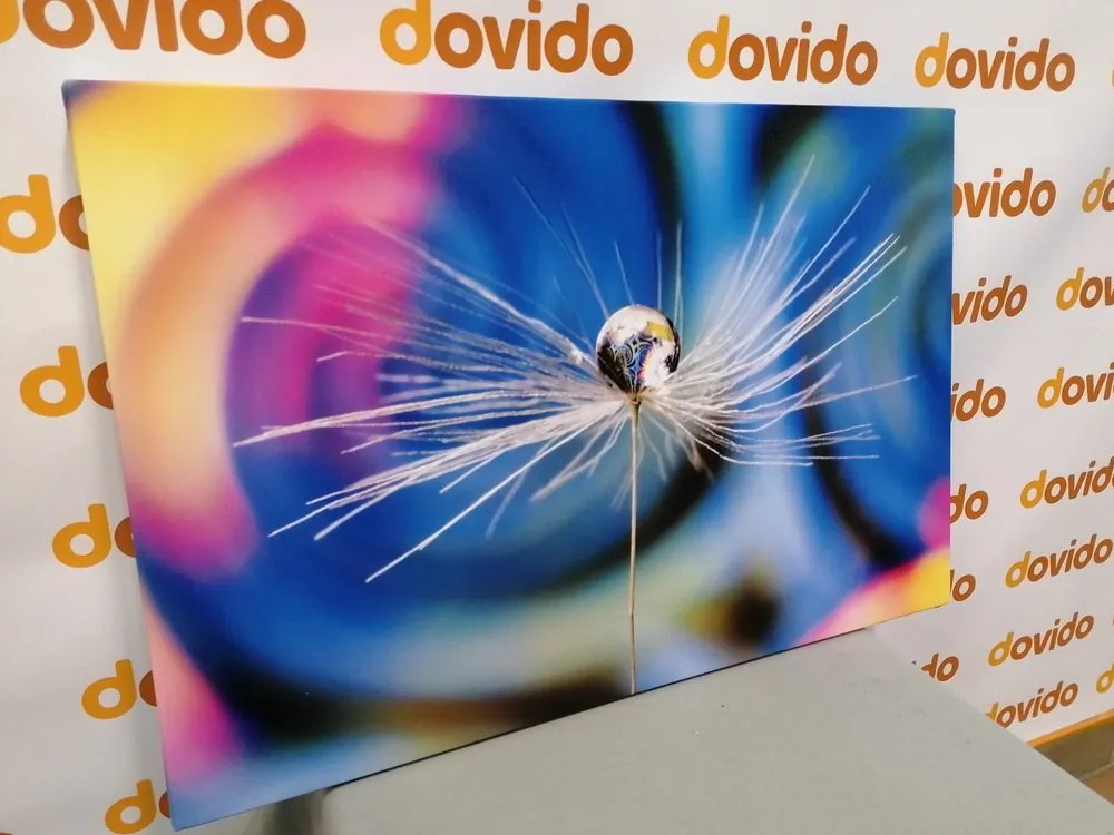 Stampa su tela – Goccia di rugiada su sfondo colorato