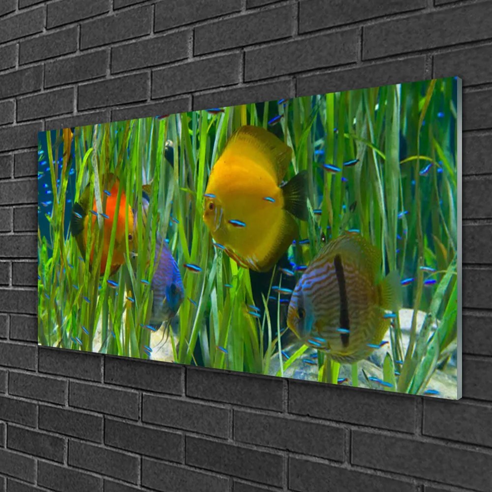 Quadro di vetro Pesce Alghe Natura 100x50 cm