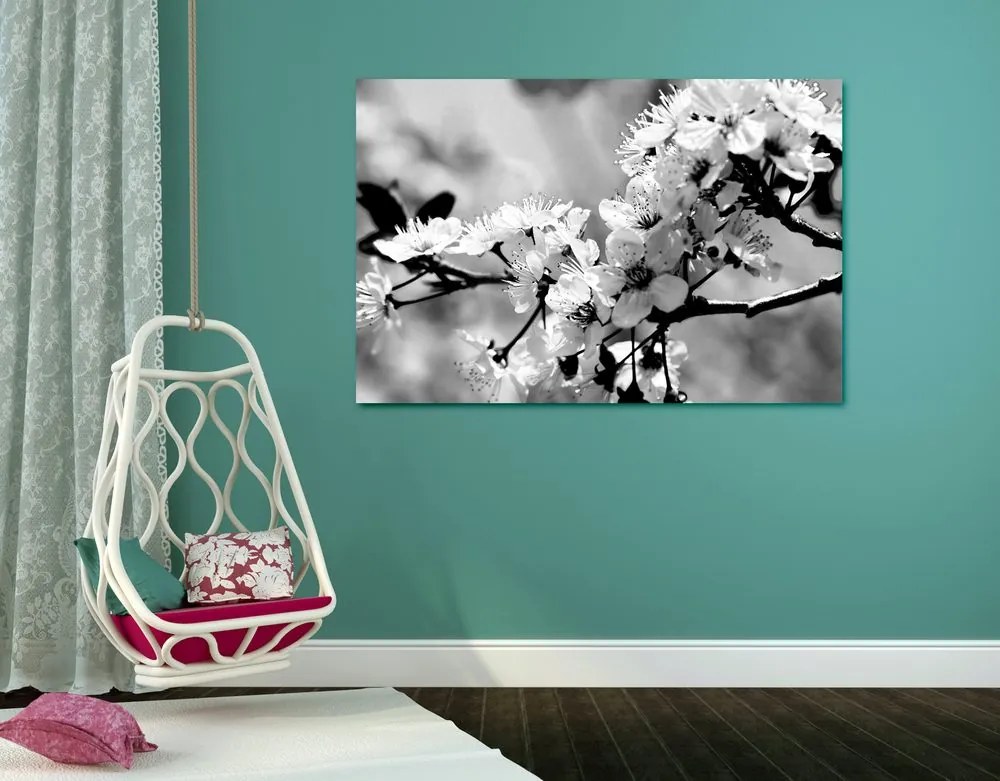 Stampa su tela – Fiore di ciliegio in bianco e nero