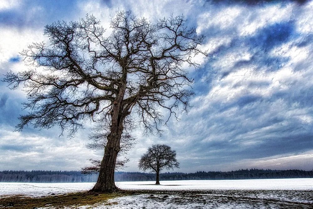Carta da parati autoadesiva – Alberi in inverno