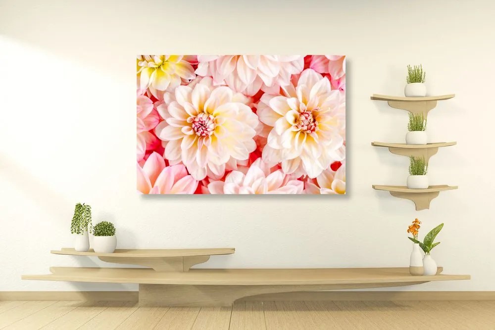 Stampa su tela – Fiori delicati di dalia