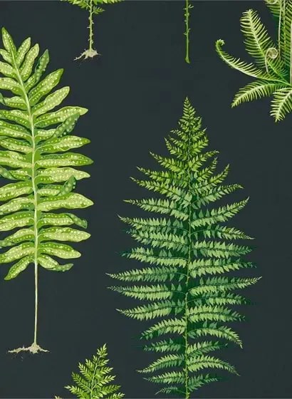 Tapete Fernery von Sanderson - Botanical Green/ Charcoal