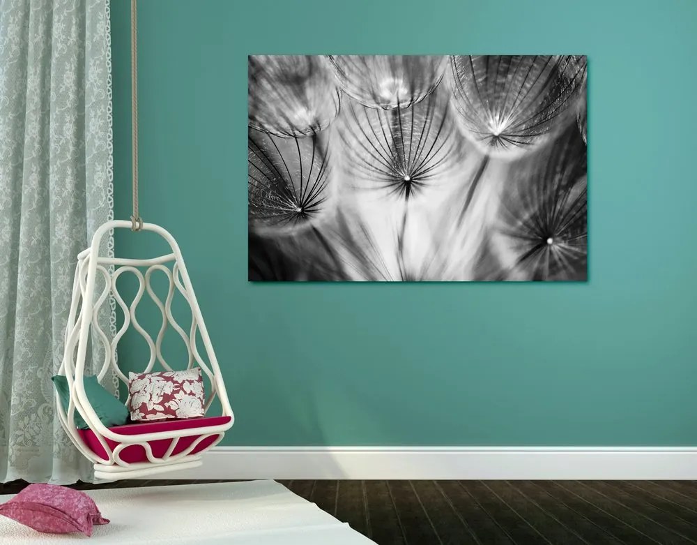 Quadro su tela – Soffione in bianco e nero