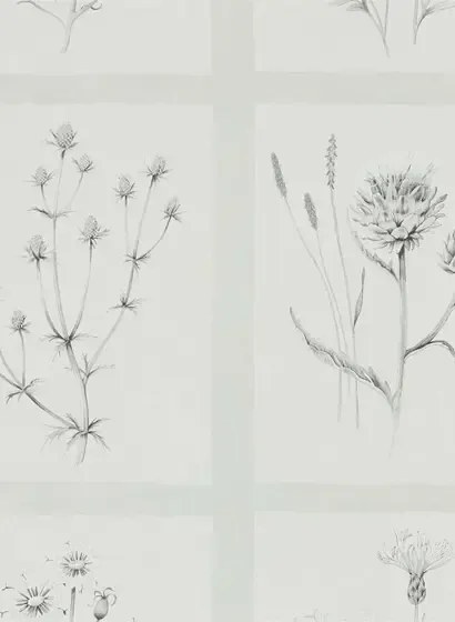 Botanische Tapete Little Thistles von Sanderson - Pewter