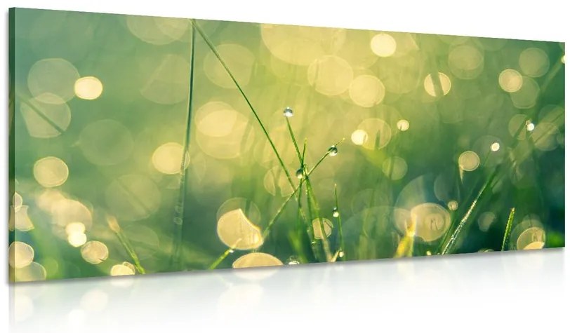Quadro su tela – Rugiada mattutina