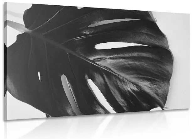 Quadro su tela – Foglia di monstera in bianco e nero