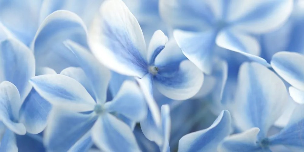 Stampa su tela – Fiori di ortensia blu-bianco